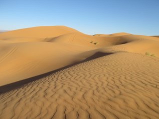 Un bosco nel Sahara. E non è un miraggio