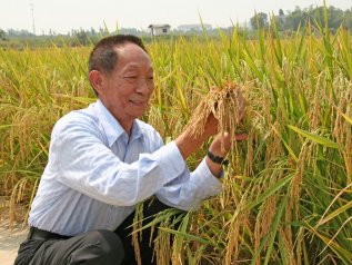 Yuan Longping, l’inventore del ‘riso ibrido’ che ha sfamato il paese