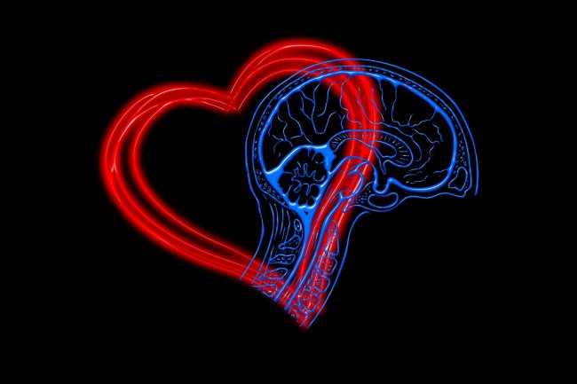 Elettrodi coltivati nel cervello e nel cuore