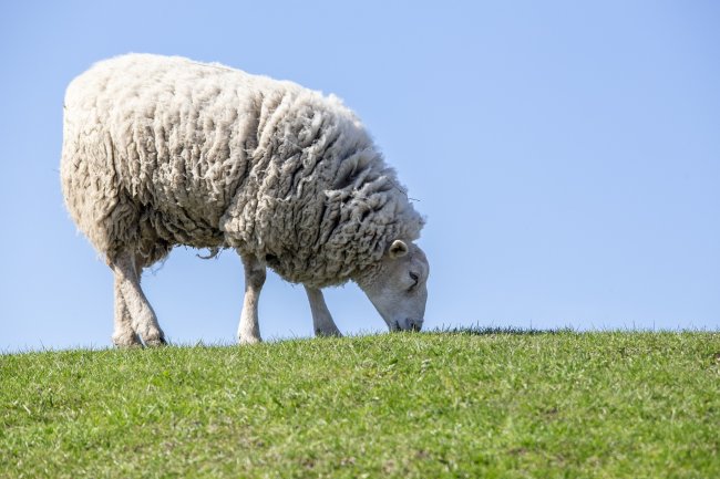 Ecco i tosaerba ecologici per i campi fotovoltaici