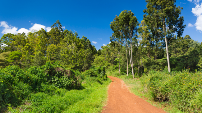 Nairobi ci ripensa e dice addio al divieto di disboscamento