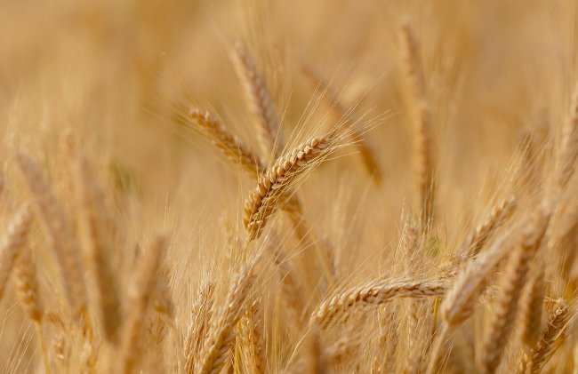 Il falso mito della carenza globale di grano