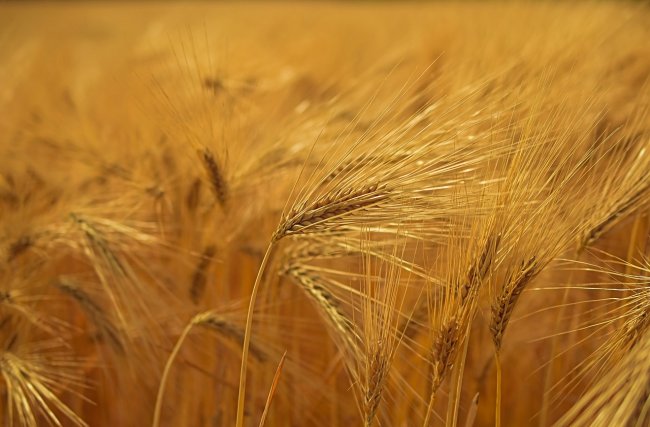 La Commissione lancia i dazi sui cereali da Russia e Bielorussia