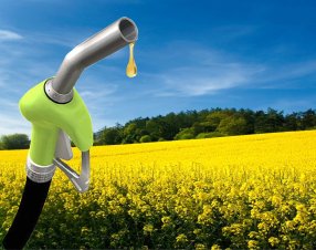 “I biocarburanti non sono alternativi all’elettrico”