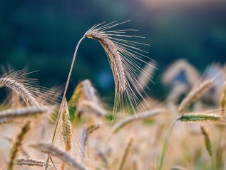 Aumenta il grano russo importato in Italia