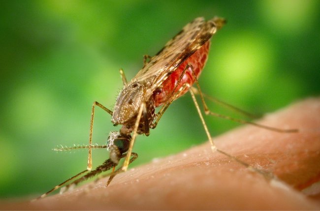 La lotta alla malaria vale oltre 140 miliardi di dollari di Pil