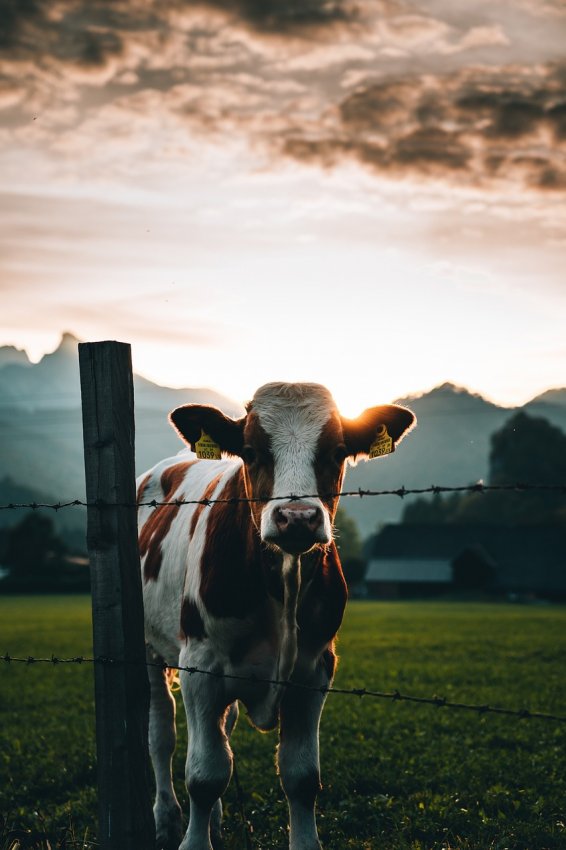 Mucche e metano
