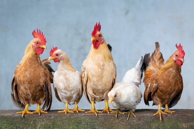 È nato prima l’uovo o la gallina? Occhio alla risposta