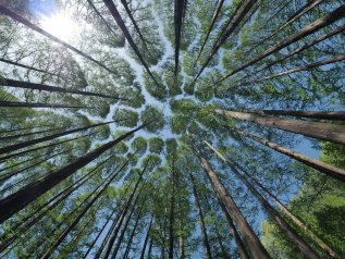 Il segreto della corteccia degli alberi