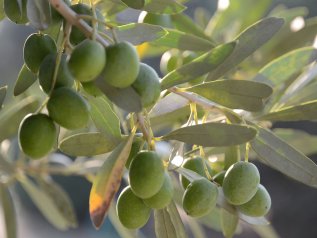 Olio d’oliva, il paradosso italiano