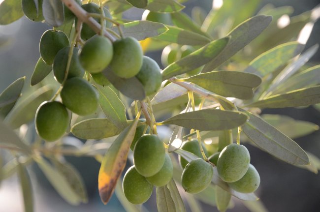 Olio d’oliva, il paradosso italiano