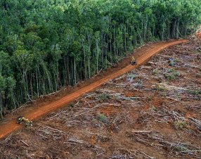 L’Amazzonia ha perso in 40 anni un’area grande come Germania e Francia