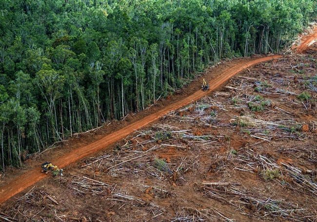 L’Amazzonia ha perso in 40 anni un’area grande come Germania e Francia