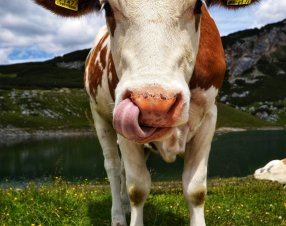 Basterebbe il 13% in meno di carne bovina per ridurre la CO2