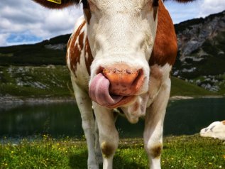 Basterebbe il 13% in meno di carne bovina per ridurre la CO2