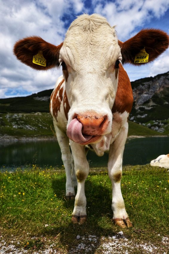 Basterebbe il 13% in meno di carne bovina per ridurre la CO2