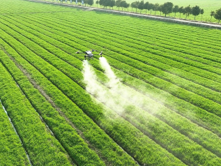 Per ridurre i danni causati dai fertilizzantiIl converte il 15% dei terreni