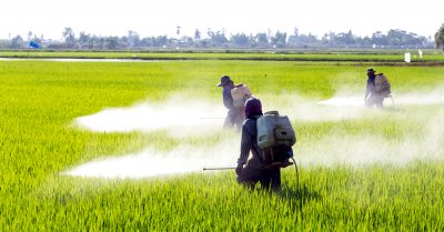 Aumento del cancro infantile in Francia: colpa dei pesticidi?