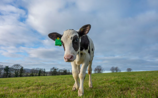 È nata Hilda: la mucca che non inquina