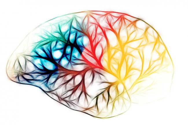 Un cucchiaino di microplastiche nel cervello umano