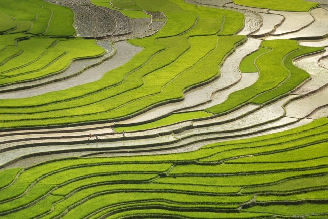 Aumenta la produzione agricola mondiale, mentre si riduce il consumo