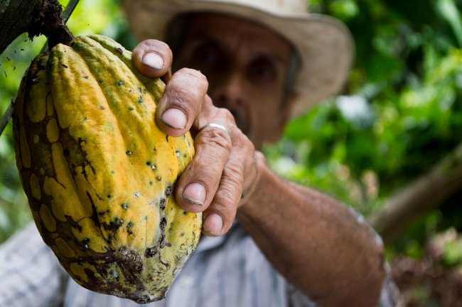 La produzione di cacao è a rischio nei due paesi leader a livello globale