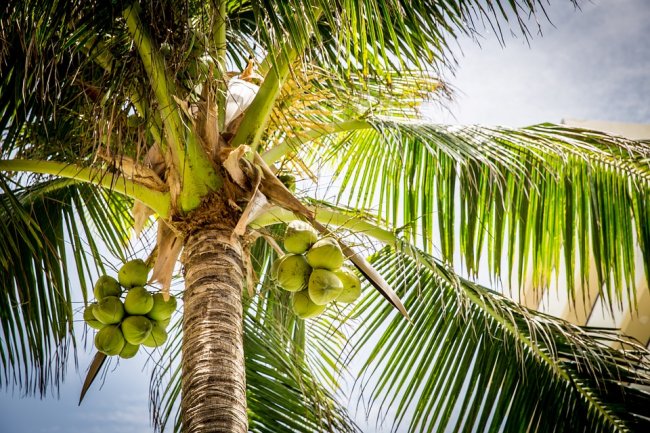 Bruciamo olio di palma per ridurre le emissioni, invece le aumentiamo