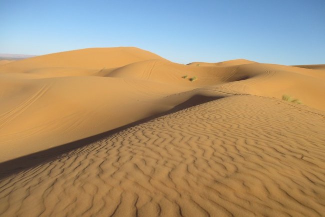 Un bosco nel Sahara. E non è un miraggio