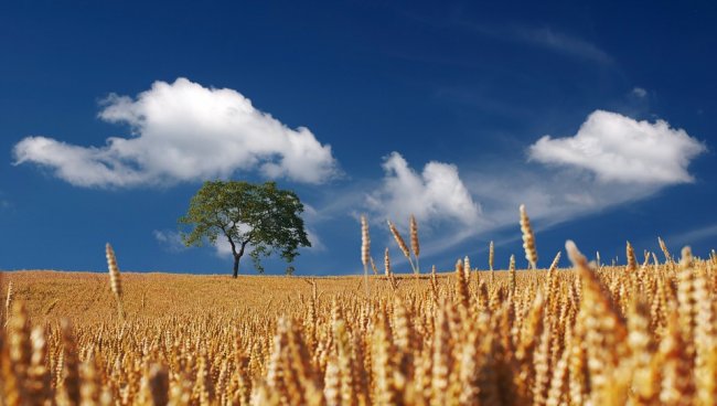 L’inutile espansione dei terreni agricoli minaccia il pianeta