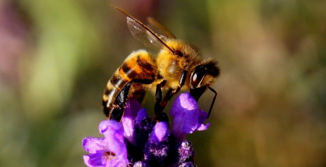 Il seme dell'odio contagia le api. E le falcidia