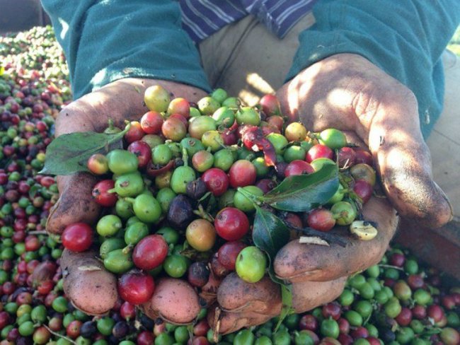 Ecco cosa c'è dietro al boom del caffè torrefatto