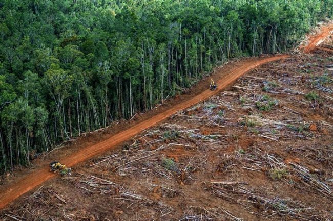 Amazzonia, ecco il piano segreto di Bolsonaro