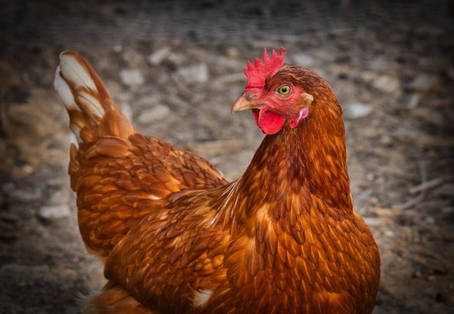 Con la Brexit arriva anche il pollo al cloro