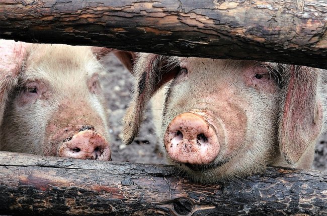 Peste suina, sequestrate in Veneto 10 tonnellate di carne cinese