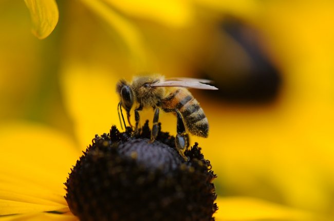 Salvare le api per salvare l’agricoltura