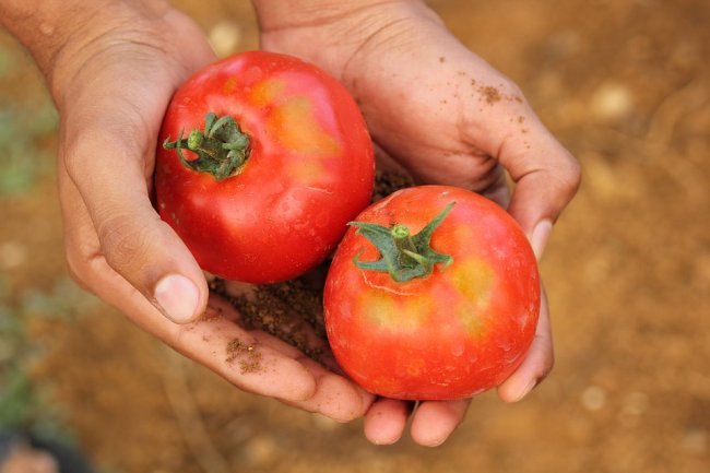 Onu: “L’industria alimentare sfrutta i braccianti”