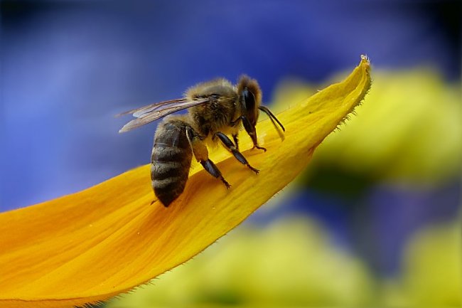 Senza api e impollinatori a rischio il 75% della produzione alimentare