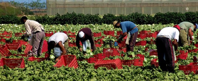 Il 25% dei prodotti ‘Made in Italy’ è raccolto da stranieri