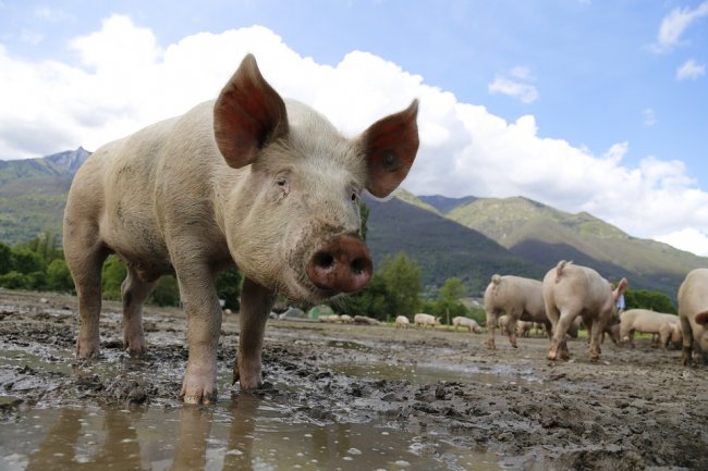 Dopo lo stop ai voli, Taiwan vieta l'import di suini italiani