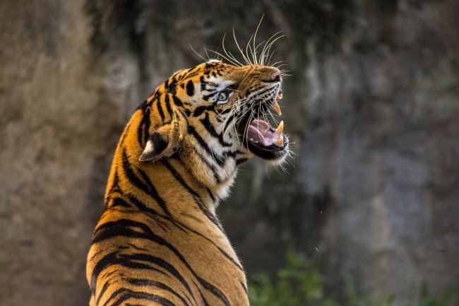 Tigre positiva allo zoo del Bronx a New York