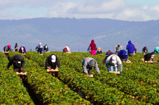 Fino a 26 ore di lavoro. La paga oraria? 1,5 euro