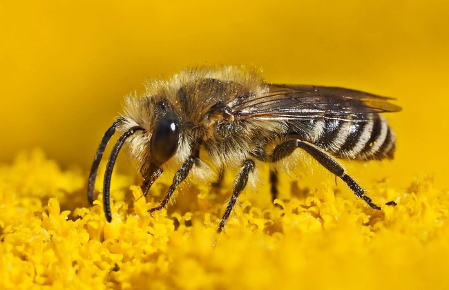 Pesticidi, 8 mln di api morte in 4 giorni