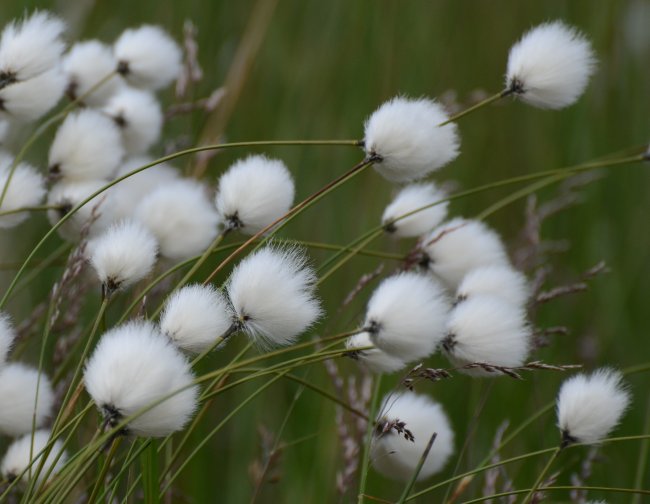 Gli schiavi del cotone