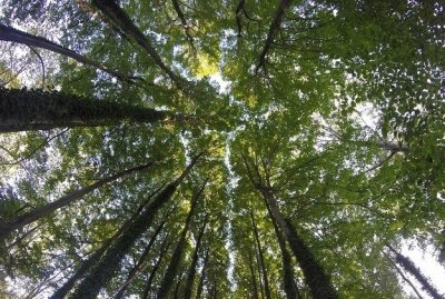 Foreste ben gestite assorbono il 30% di CO2 in più