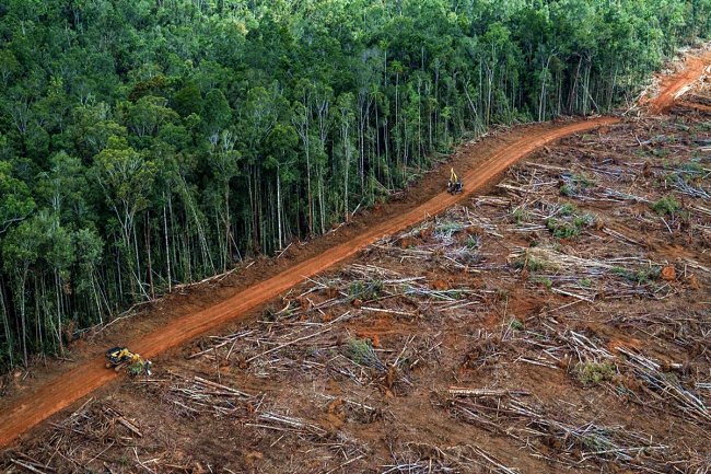 Amazzonia, nel 2020 devastati 8.500 kmq di foreste