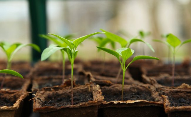 Un vaccino di origine vegetale alla fase 3 della sperimentazione