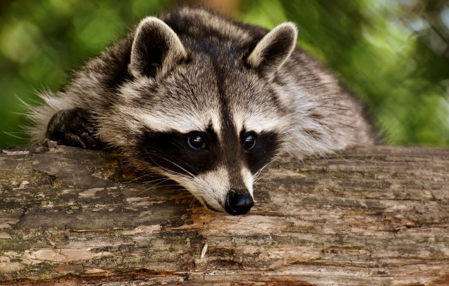 “Interrompere la vendita degli animali selvatici nei mercati alimentari”