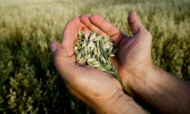 Le Marche scommettono sul biologico. Tre anni per il primato europeo