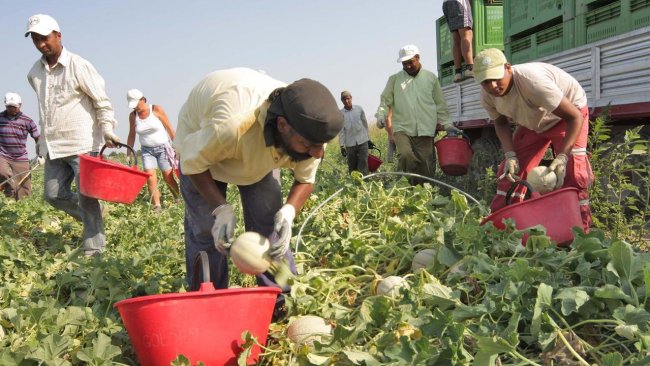 Dava farmaci stupefacenti ai migranti per sopportare il lavoro nei campi