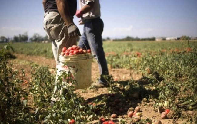 In Puglia Emiliano vieta il lavoro nei campi nelle ore più